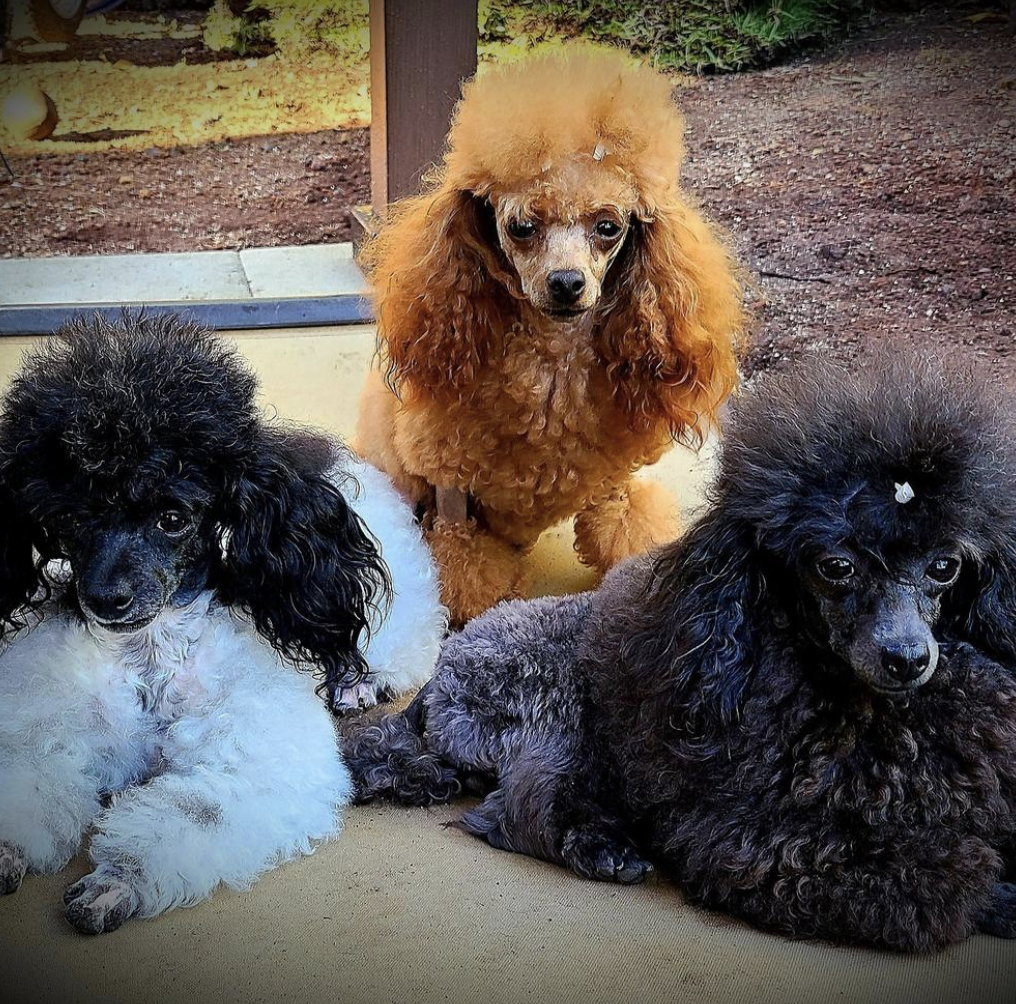 About the Breed — Orchid Isle Toy Poodles